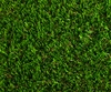 VD4 Green Grass